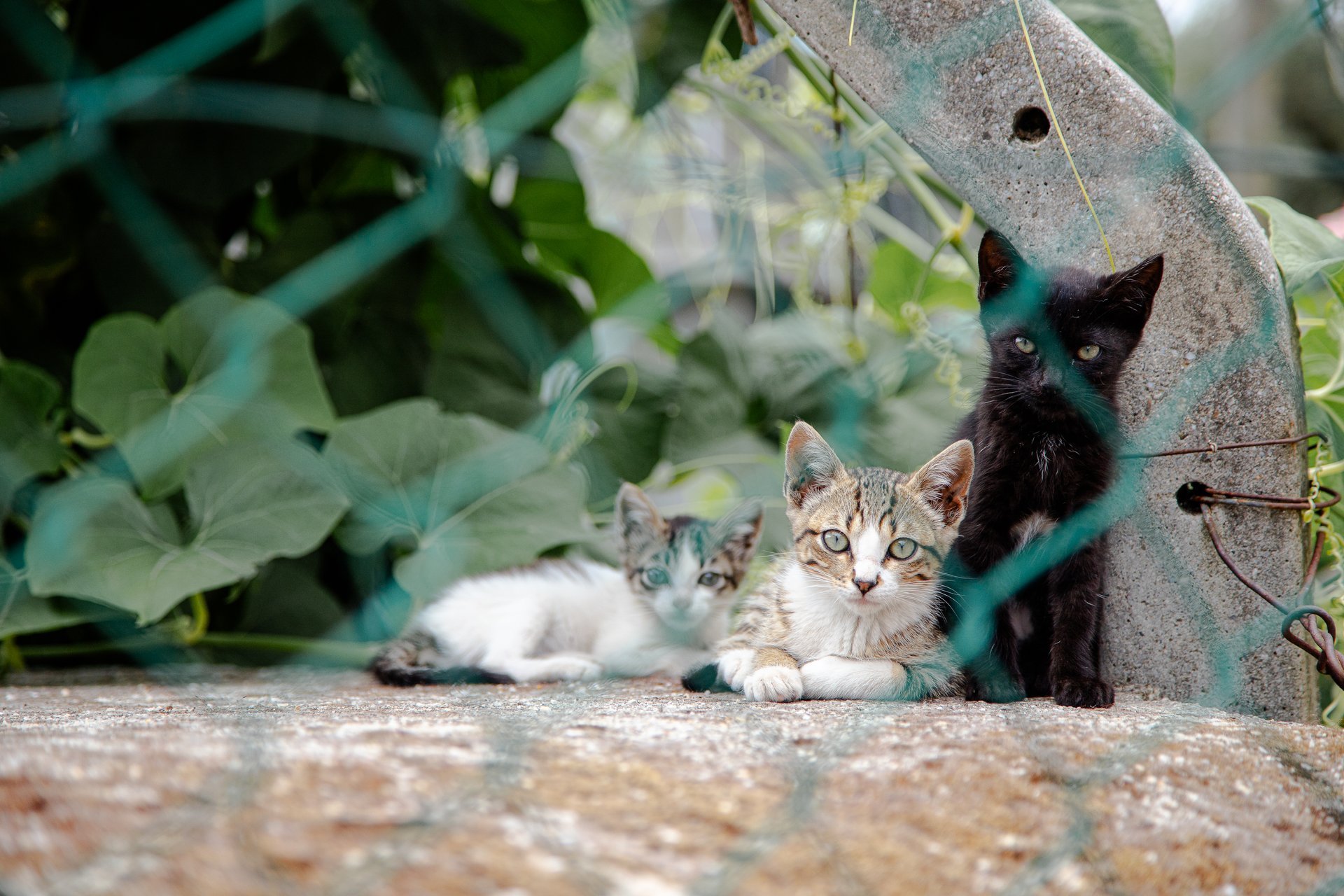 Three adorable kittens resting on a ledge behind a chain-link fence surrounded by lush green foliage